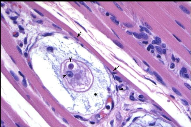 <p>Encysted in the muscle of a dog with myostitis and anemia</p>