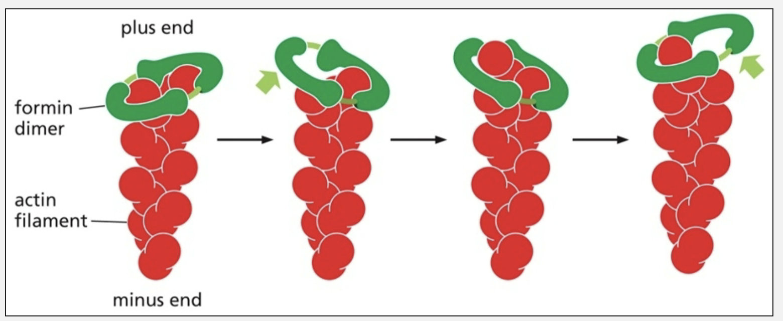 <ul><li><p>interact with plus ends of actin filaments</p></li><li><p>promote the growth of linear arrays of actin filaments</p></li></ul><p></p>