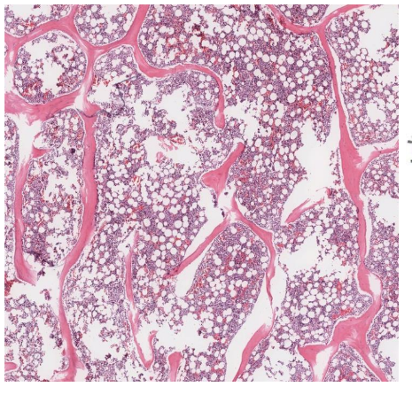 <p>myeloid tissue</p><p>hematopoietic - gives rise to all blood cell types</p>