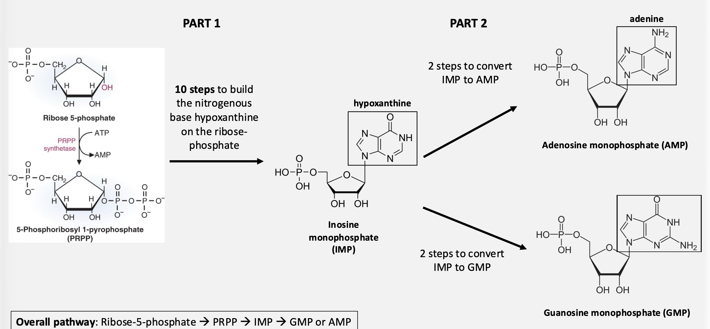 <p>Inosine monophosphate (IMP) serves as a precursor for</p>