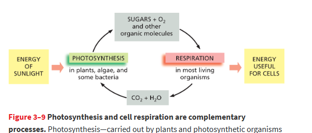 <p>Sugar + O₂ → CO₂ + H₂O + energy<strong> (more stable)</strong><br><br>- Carbon and hydrogen are more stable when they are in CO₂ and H₂O.<br>- When sugar is gradually oxidized into these more stable molecules, energy is released.</p><p>The cell captures that released energy to make ATP instead of letting it escape as just heat.</p>