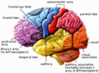 <p>approach seeks to identify what <u><mark data-color="#f6f2de" style="background-color: rgb(246, 242, 222); color: inherit;">brain structures are involved in specific aspects of cognition.</mark></u></p>