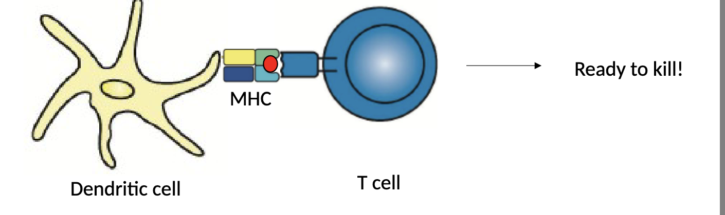 <ol><li><p>dendritic cell captures antigen from pathogen —> eats it —> breaks it up into little pieces → pieces go to the MHC</p></li><li><p>antigen is taken up from the extracellular space into intracellular vesicles</p></li><li><p>in early endosomes of neutral pH, endosomal proteases are inactive</p></li><li><p>acidification of vesicles activates proteases to degrade antigen into peptide fragments</p></li><li><p>vesicles containing peptides fuse with vesicles containing MHC class 2 molecules</p></li></ol><p></p><p>Then the T cell multiplies and hunts all the antigens and will kill the cell. Then the T cell multiples and hunts all the antigens like the red dot in the pic, and will kill the cell. This army then becomes rampant in our body on “a search for blood”. </p><p></p>