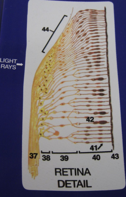 <p>Label layer 38</p>