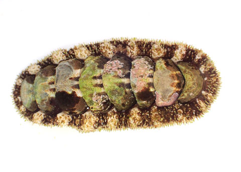 <p>Southern Spiny Chiton</p>