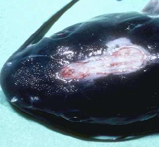 <p>This disease is also known as hole in the head disease, gram-negative, and primarily affects catfish and tilapia</p>