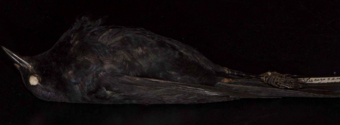 <p>Brewer’s Blackbird</p>