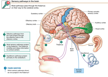 <p>Midbrain → thalamus → visual cortex</p>