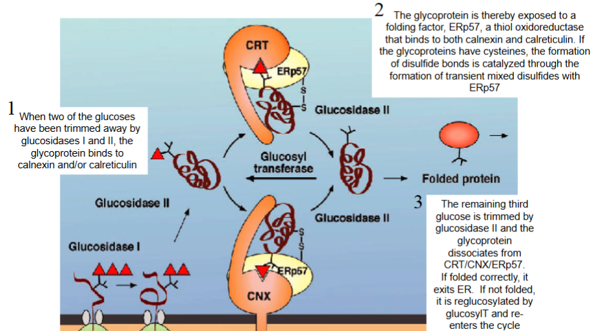 <ul><li><p>when 2 of glucoses have been trimmed away by glucosidases I and II, glycoprotein binds to calnexin and/or calreticulin</p></li><li><p>glycoprotein exposed to folding factor, ERp57 (thiol oxidoreductase that binds to calnexin and calreticulin). If glycoproteins have cysteines, formation of disulfide bonds catalyzed through formation of transient mixed disulfides with ERp57</p></li><li><p>remaining third glucose trimmed by glucosidase II and glycoprotein dissociates from CRT/CNX/ERp57</p></li><li><p>if folded correctly, it exits ER</p></li><li><p>if not folded, it is reglucosylated by glucosylT and re- enters cycle</p></li></ul><p></p>