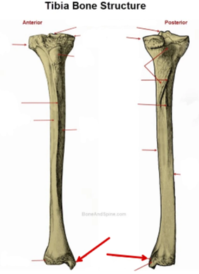 <p>Tibia</p>