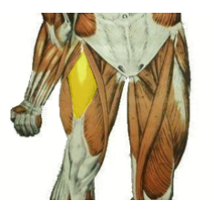 <p>What is the highlighted muscle? what is its innervation?</p>