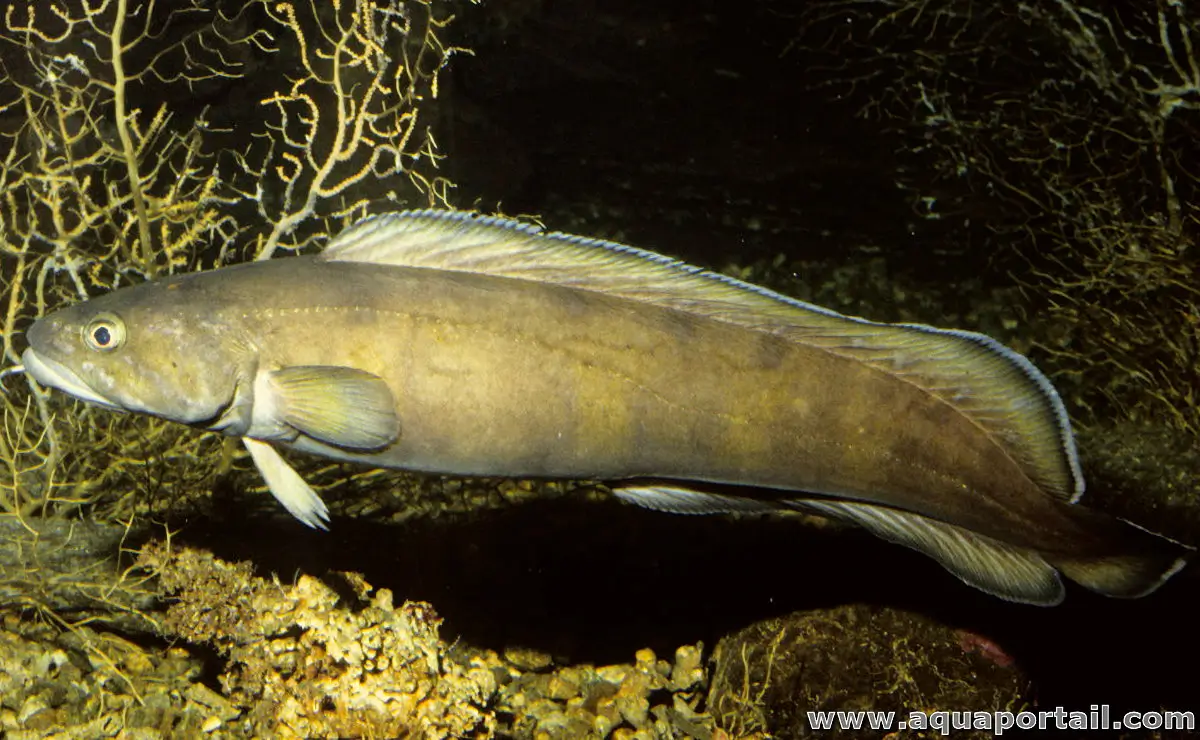 <p><span style="background-color: transparent;"> “<strong><em><u>eel-like fish-ish” on the “cusp” of being an eel, still has ( c ) caudal, 1 chin barbel</u></em></strong></span></p><p></p><ul><li><p><strong>General:</strong> Elongated, single long dorsal fin, mirrored anal fin, and 1 chin barbel.</p></li><li><p><strong>Size:</strong> Avg. adult <strong>50–80 cm (20–31 in; 1.6–2.6 ft)</strong>, <strong>2–6 kg (4.4–13.2 lb)</strong>;</p><ul><li><p>Large adults commonly reach (31–43 in; 2.6–3.6 ft) and (13–26 lb).</p></li></ul></li><li><p><strong>Key IDs:</strong></p><ul><li><p><strong>1 continuous dorsal fin</strong>, white outer, running nearly the entire length of the back</p></li><li><p><strong>Single chin barbel</strong>.</p></li><li><p>Long anal fin mirroring the dorsal fin.</p></li><li><p>Elongated eel-like body with a relatively <strong>blunt head.</strong></p></li><li><p>Rounded caudal tail</p></li><li><p>Brown-to-gray coloration, often mottled.</p></li></ul></li><li><p><strong>Memory cue:</strong> <strong>1 long dorsal fin + 1 barbel</strong></p></li></ul><p></p>