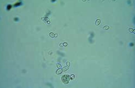 <p>Type of organism</p>