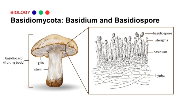 <p>mostly terrestrial, filamentous with septate hyphae, sexual reproduction via basidiocarps </p>