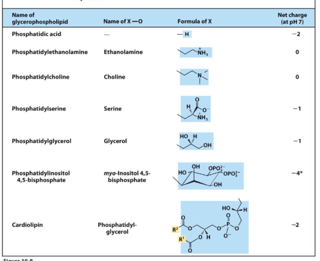 <p>A phosphate a group with OH usually but can be any of these</p>