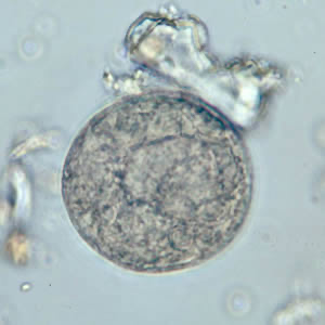 term image