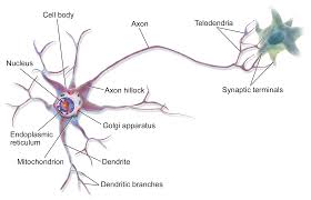 <p>A <strong>neuron</strong> is a nerve cell that sends and receives messages throughout the body. They transmit electrical signals</p>