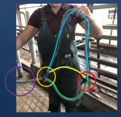 <p>by PULLING up on the chin therefore chin piece to lead should come up under the chin and allow pulling UP with lead</p>