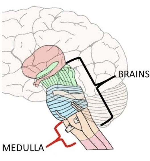 <p>Medulla</p>