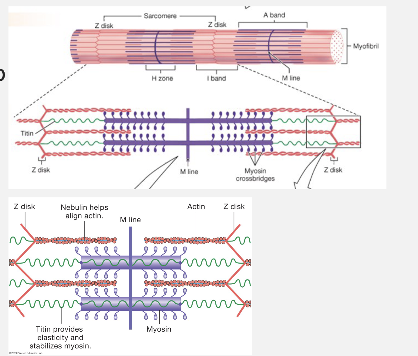 <ul><li><p>blue mesh = sarcoplasmic reticulum → stores Ca<sup>2+</sup></p></li><li><p>T-tubules = action potentials travel through here</p></li><li><p>Mitochondria = ATP production</p></li></ul><p></p>