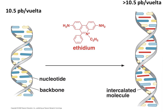 <ul><li><p><span>Es una molécula plana y aromática que se <strong>intercala de forma hidrofóbica entre los pares de bases apilados</strong> de la doble hélice</span></p></li><li><p>Al introducirse entre los pares de bases, aumenta la distancia axial entre ellos y <strong>desenrolla la hélice en un ángulo de 26º por cada molécula de BrEt intercalada</strong></p></li><li><p>Como consecuencia:</p><ul><li><p><span>Cada <strong>14 moléculas de BrEt intercaladas eliminan 1 vuelta completa de la doble hélice</strong> (</span><span style="line-height: 1.15;">14 × 26º ≈ 360º</span><span>, perdiendo 1 unidad de torsión)</span></p></li><li><p><span>Aumenta el número de pares de bases por vuelta (</span><span style="line-height: 1.15;">> 10.5 pb/vuelta</span><span>)</span></p></li><li><p><span>Disminuye el número total de vueltas helicoidales del ADN</span></p></li></ul></li></ul><p></p>