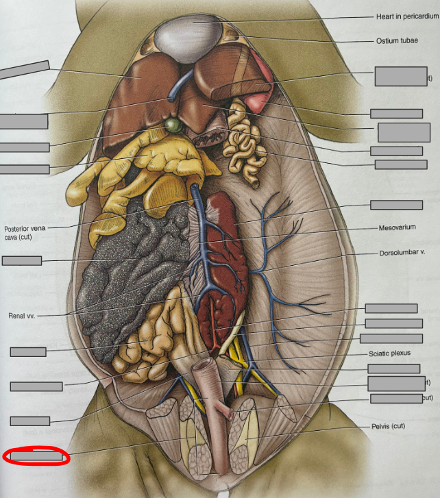 <p>What part of the organism is this?</p>