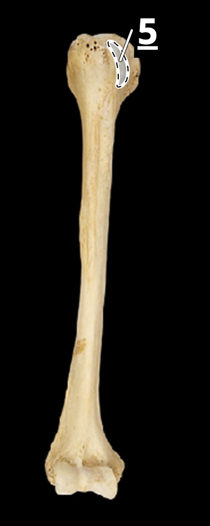 <p>5</p>