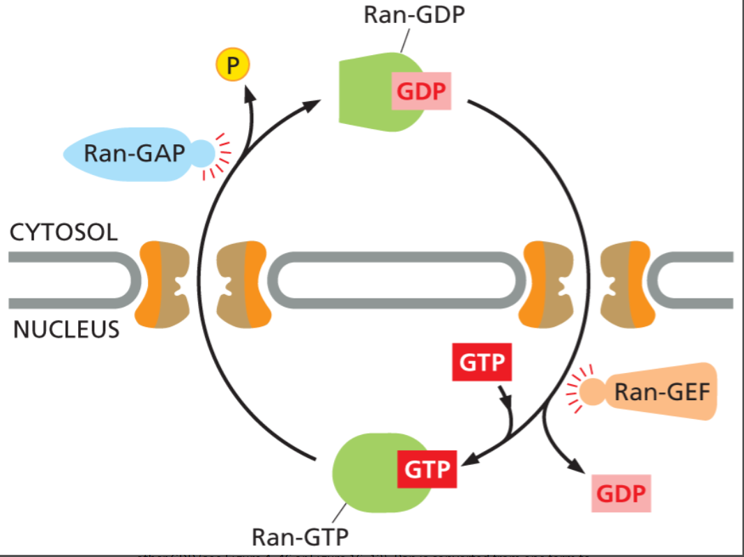 <p><strong>Ran (a GTPase)</strong></p><p><u>2 forms:</u></p><ul><li><p><strong>Ran-GTP</strong></p><ul><li><p>high conc’n in nucleus</p></li><li><p>causes release of the cargo protein</p></li></ul></li><li><p><strong>Ran-GDP</strong></p><ul><li><p>high conc’n in cytosol</p></li><li><p>GTP gone and GDP dissociates leaving importin free to pu another protein</p></li></ul></li></ul><p></p>