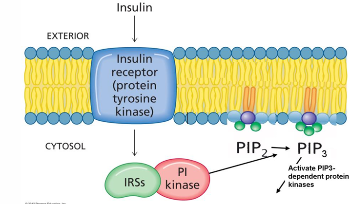 <p>the insulin receptor phosphorylates insulin receptor substrates (IRSs); these activate a number of kinases involved in nutrient utilization. </p><p>One of the IRSs activates (PIP2) kinase. </p><p>PI kinase phosphorylates PIP2 to PIP3. </p><p>PIP3 activates PIP3-dependent protein kinases</p>