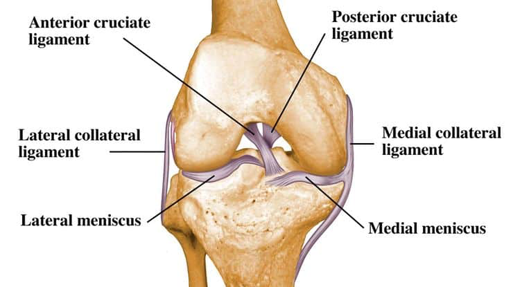 <p>collateral ligaments</p>