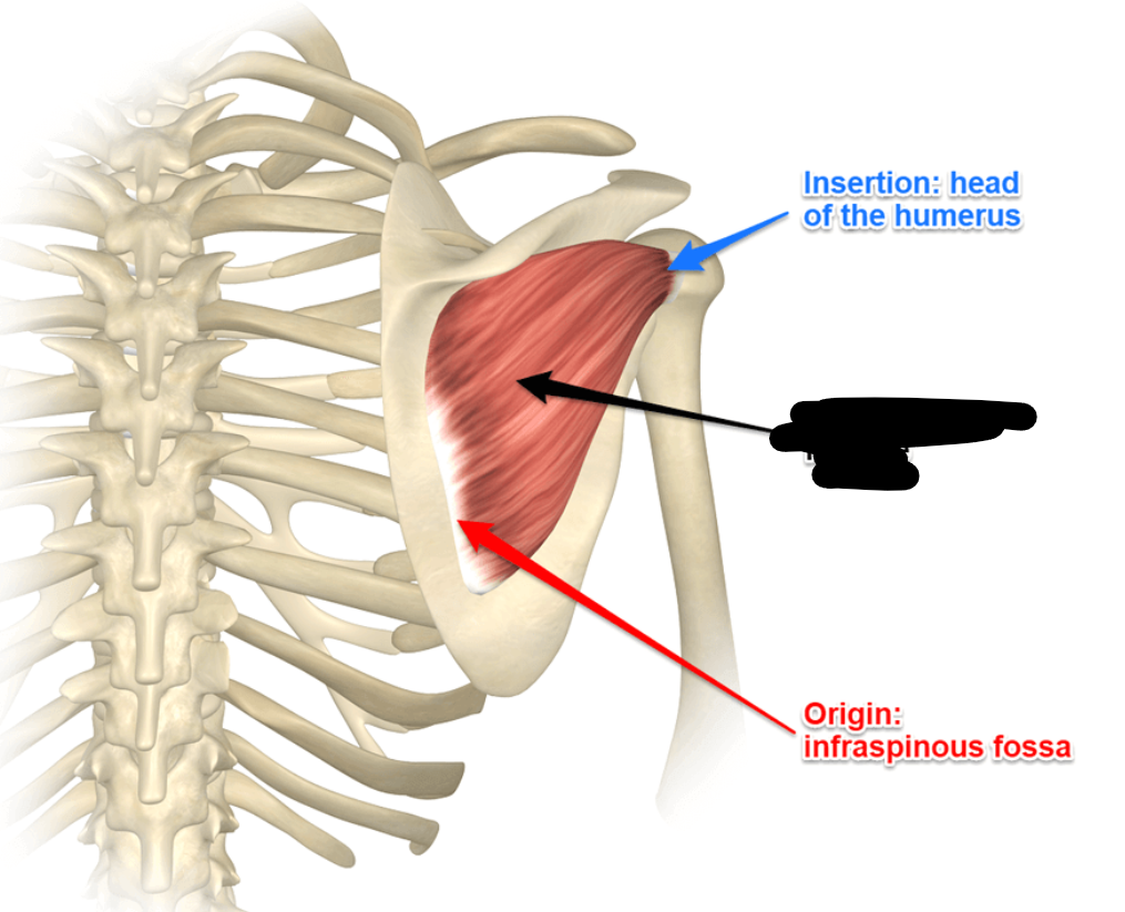<p>O: scapula (infraspinatus fossa)</p><p>I: humerus (greater tubercle)</p><p>A: lateral rotation at the shoulder</p>