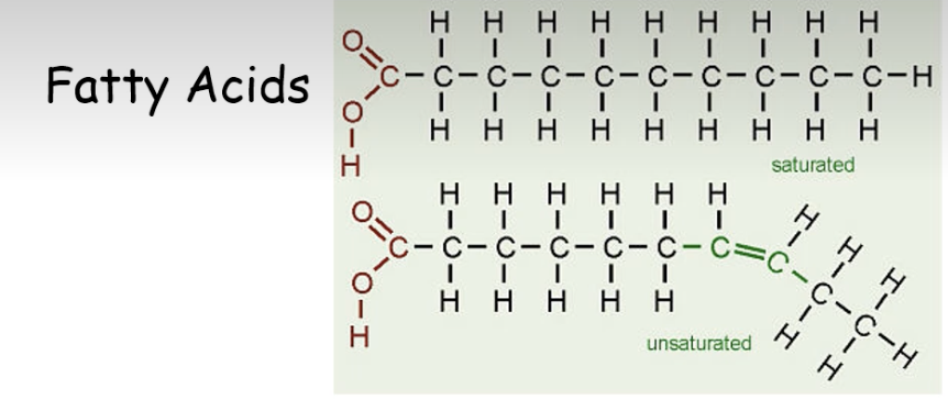 <ul><li><p>fatty acids are a chloric dense type of nutrient<br>- ex: in carbohydrates we may get 4 kilocalories per gram and in fats we get 9 kilocalories per gram</p></li><li><p>readily stored as adipose, process is more straight forward than storing glucose as adipose</p></li><li><p>fatty acids are a component of a triglyceride</p></li><li><p>triglyceride molecules are made up of a glycerol backbone with three fatty acids<br>- the three fatty acids can be the same or they can each be different</p></li><li><p>fatty acids is a string of carbons that has a carboxyl group at one end (in red)</p></li><li><p>the rest is a bunch of carbons with or without hydrogens</p></li><li><p>in a saturated fatty acid every carbon has all of its electrons bound to another molecule<br>  - meaning that in a carboxyl group all the carbons are bound to hydrogens to their maximum capacity<br>     - there re no double bonds and there are no other molecules other than hydrogen bound to it</p></li><li><p>this is the kind of fat you see in lard and animal fat</p></li><li><p>is a solid at room temperature</p></li></ul><p></p>
