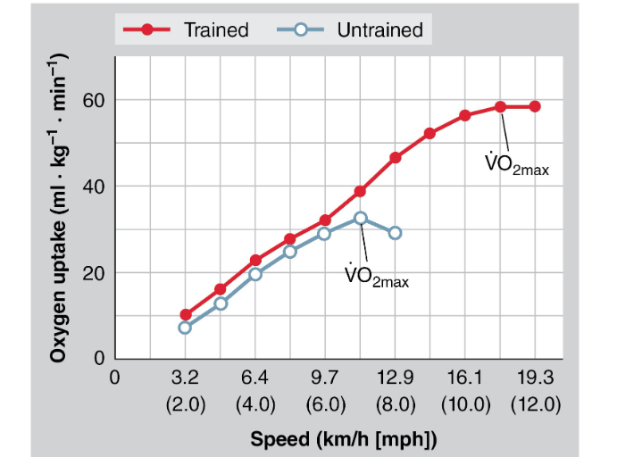 <p>untrained: reach VO2 max faster </p><p>train: reach VO2 slower due to more capillaries + mitochondria (staying longer induration)</p>