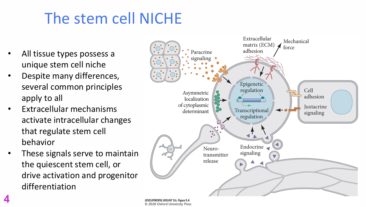 <p>What is the stem-cell niche?</p>