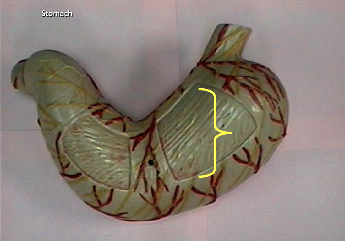 <p>Identify the organs of the digestive tract.</p>