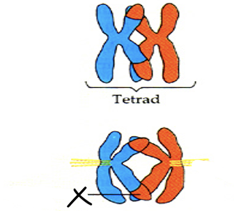 <p>What forms when the chromosomes (tetrad) intertwine?</p>