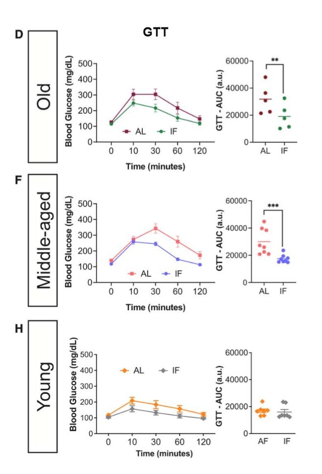 <p>in old and middle-aged mice subjected to LT IF, glucose tolerance improved; glucose tolerance of young mice did not differ bw the LT IF and control groups</p>