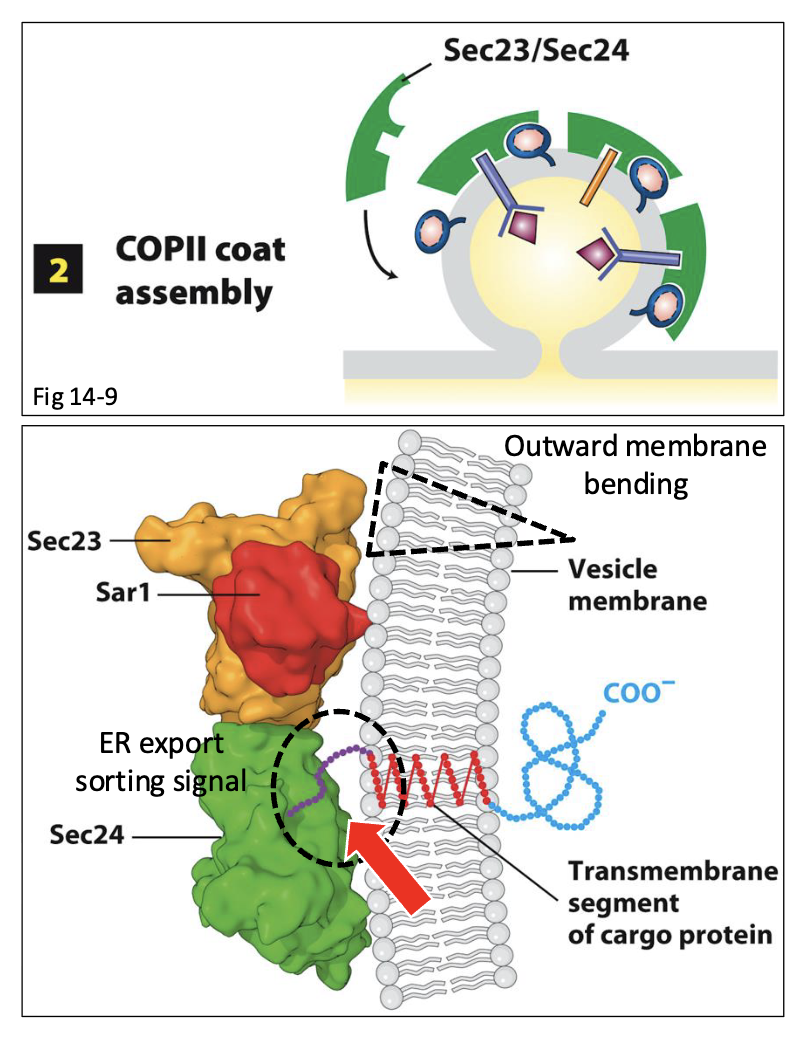 <ul><li><p><span>di-acidic ER export signal (<strong>-Asp-X-Glu-</strong>)</span></p></li><li><p><span>located in the cytoplasmic- facing domains of membrane proteins in order to be detected and bound by Sec24</span></p></li><li><p><span>NOT found on ER resident protein</span></p></li></ul><p></p>
