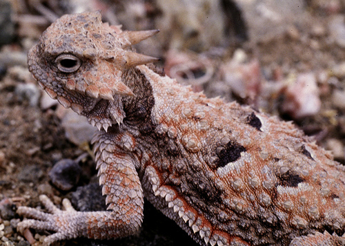 <p>Phrynosomatidae<br>Phrynosoma platyrhinos<br>Desert horned lizard</p>