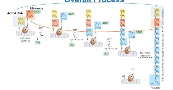<p>After the synthesis of a fatty acid, all carbons except the last two come from _____</p>