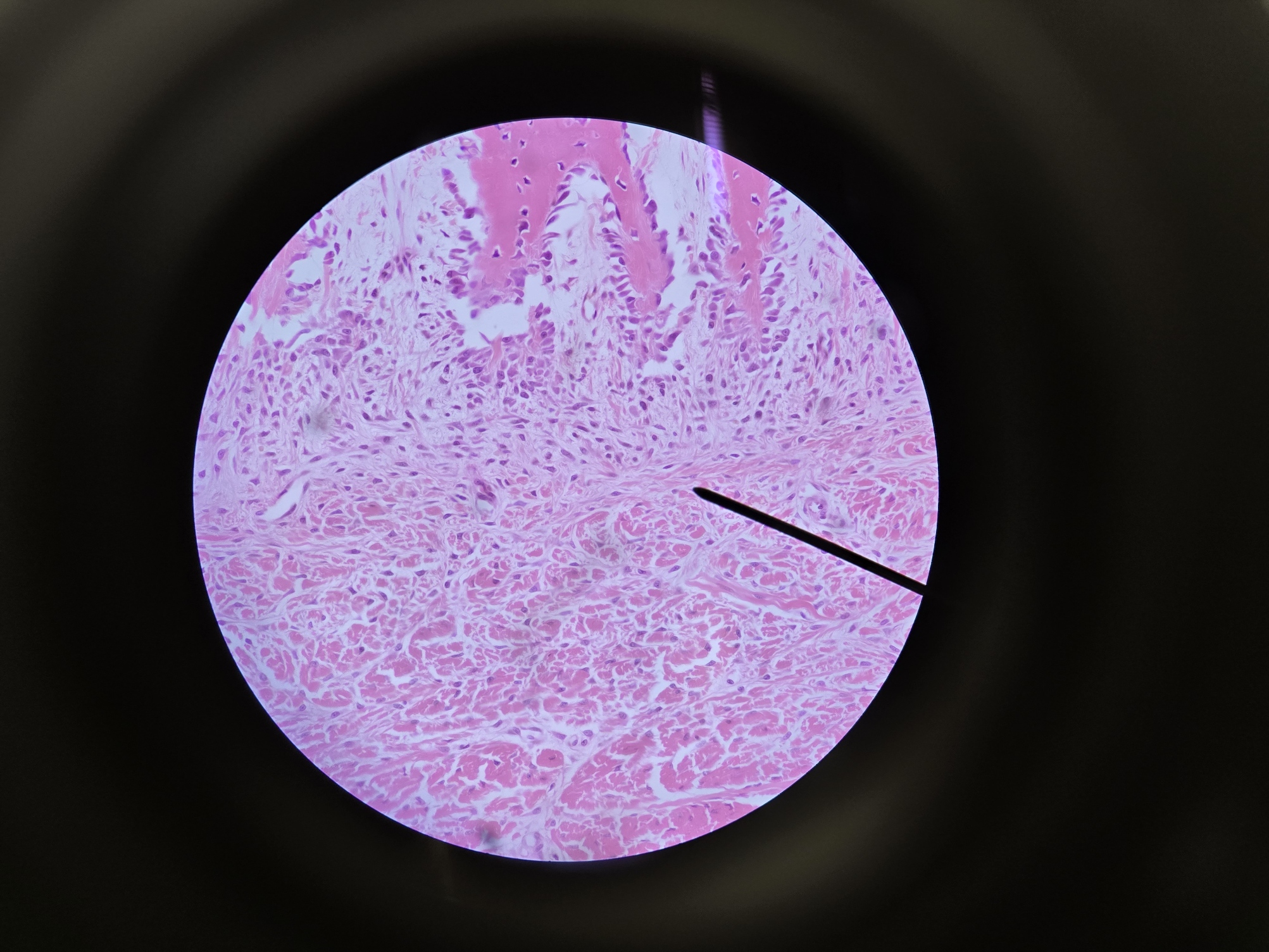 <p>Name Membrane </p>