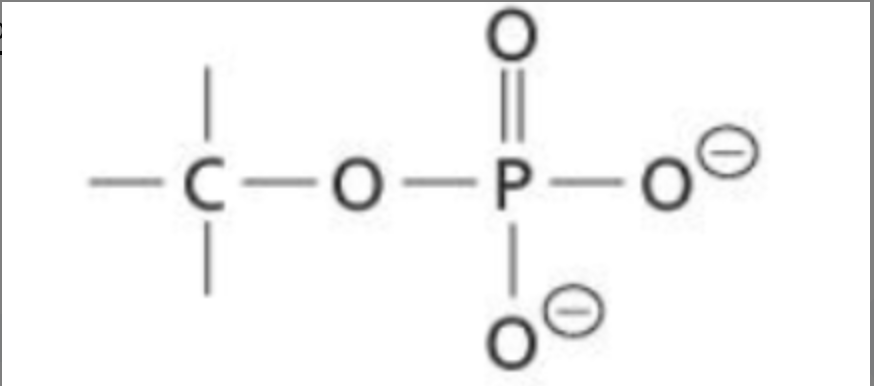 <p>A functional group consisting of a linkage P-O bond as well as a phosphate</p>