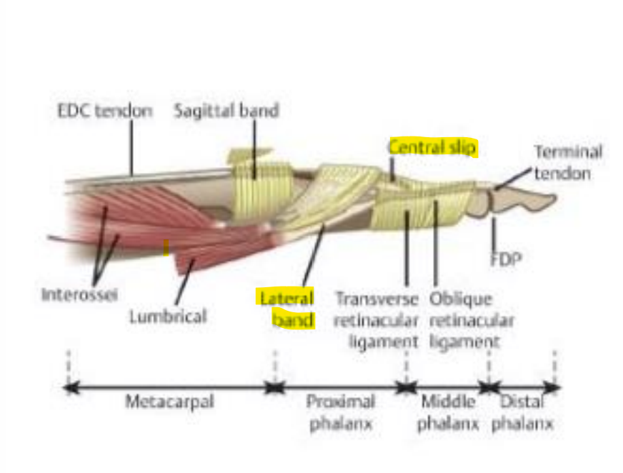 <p>What structures are responsible for<strong> PIP extension? </strong></p>