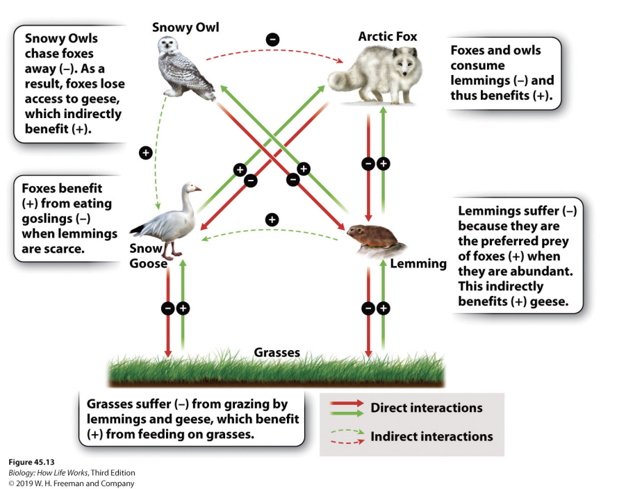 <ul><li><p><span style="background-color: inherit; line-height: 19.55px; color: windowtext;">Snow geese and lemmgins both eat grasses</span><span style="line-height: 19.55px; color: windowtext;">&nbsp;</span></p><ul><li><p class="Paragraph SCXO194188848 BCX0" style="text-align: left;"><span style="background-color: inherit; line-height: 19.55px; color: windowtext;">Could have direct negative effect</span><span style="line-height: 19.55px; color: windowtext;">&nbsp;</span></p></li></ul></li><li><p class="Paragraph SCXO194188848 BCX0" style="text-align: left;"><span style="background-color: inherit; line-height: 19.55px; color: windowtext;">Artic fox eats both, snowy owls only eat lemmings</span><span style="line-height: 19.55px; color: windowtext;">&nbsp;</span></p><ul><li><p class="Paragraph SCXO194188848 BCX0" style="text-align: left;"><span style="background-color: inherit; line-height: 19.55px; color: windowtext;">Graph shows indirect and direct relations</span><span style="line-height: 19.55px; color: windowtext;">&nbsp;</span></p></li><li><p class="Paragraph SCXO194188848 BCX0" style="text-align: left;"><span style="background-color: inherit; line-height: 19.55px; color: windowtext;">Lemmings positive indirect with snow geese</span><span style="line-height: 19.55px; color: windowtext;">&nbsp;p</span></p></li></ul></li></ul><p></p>