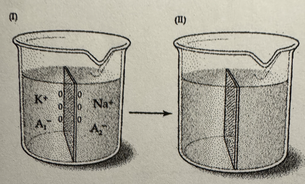 <p>If the membrane shown in the beakers is permeable only to Na^+, and the beaker on the left represents the initial state</p>