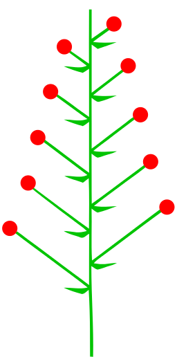 <p>What type of inflorescence is shown here?</p>