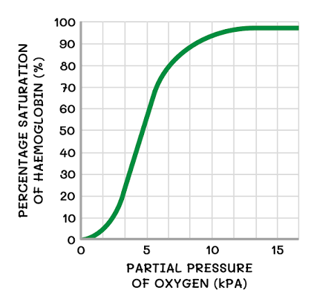 <p>Shows how “full” with oxygen a proportion of haemoglobin molecules are</p><p>y-axis: percentage of haemoglobin that is saturated with oxygen, if 25% most proteins have 1 oxygen binded</p><p>x-axis: partial pressure</p>