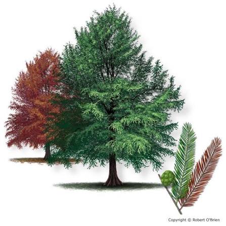 <p>Cupressaceae, Taxodium distichum, has knees, deciduous conifer, gray flaky bark, medium size green circular fruit, fruit is SAPPY, many small leaves</p>