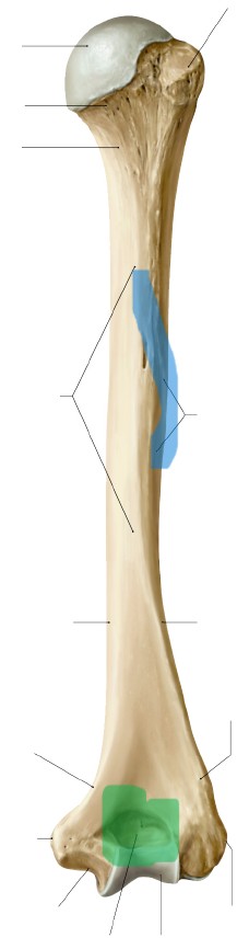 <p>What is teh GREEN</p>