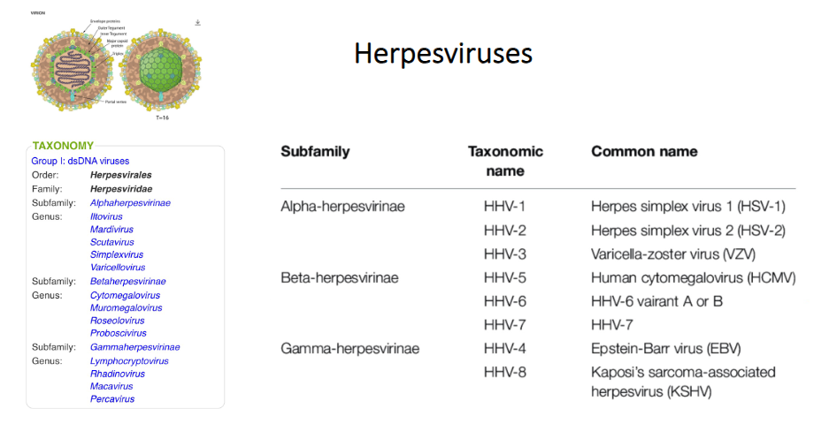 <p>Herpesviruses</p>